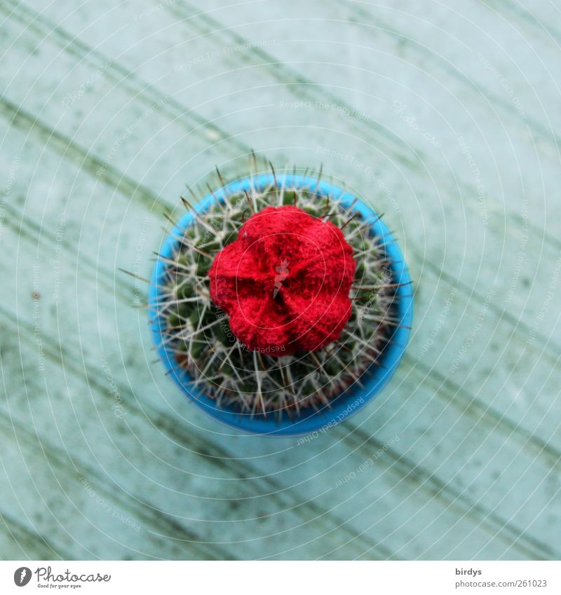 Rotbobbelkaktus Kaktus leuchten authentisch stachelig blau grau rot Blüte 1 Stachel Linie diagonal Quadratformat rund Mitte Farbfoto mehrfarbig Außenaufnahme