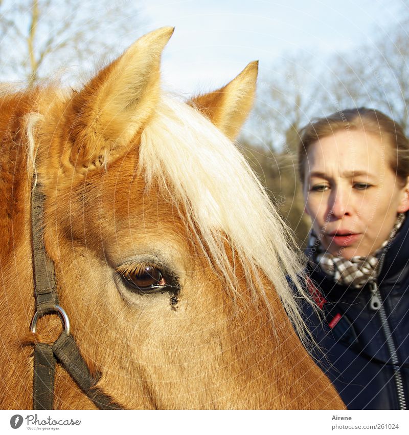 Na du? [MINI-UT INNTAL 2012] Mensch Frau Erwachsene Kopf Gesicht 30-45 Jahre Tier Haustier Nutztier Pferd Haflinger berühren Kommunizieren Freundlichkeit