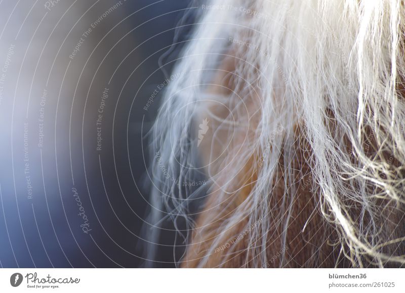 [MINI-UT INNTAL 2012] Pferdchen Tier Haustier Nutztier Haflinger beobachten füttern Liebe springen tragen träumen blond elegant schön natürlich Neugier Wärme