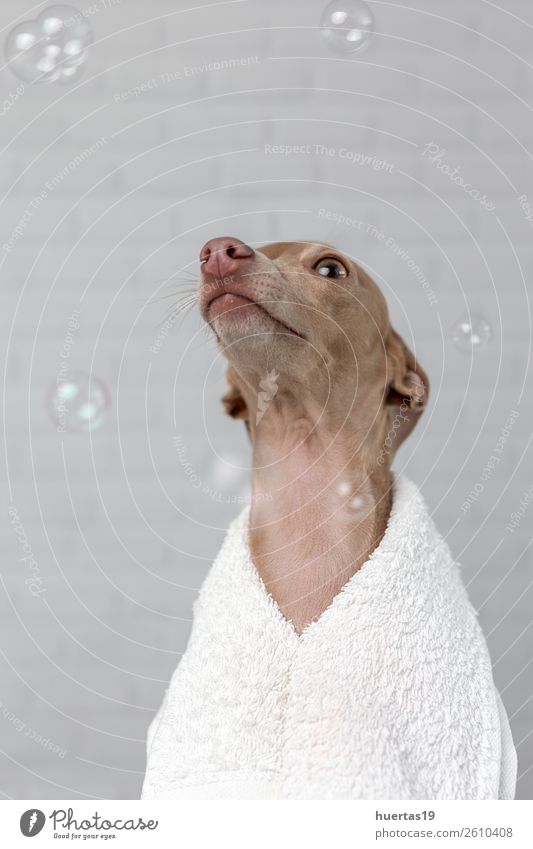 Hund bereit zum Baden Glück schön Gesundheitswesen Freundschaft Tier Haustier Freundlichkeit Fröhlichkeit lustig braun Windhund Italienisches Piccolo Dusche