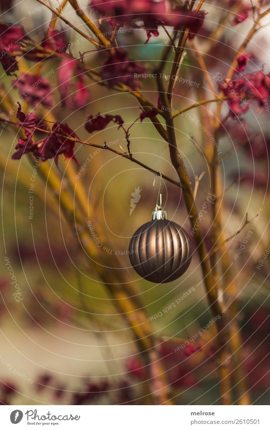 Weihnachtskugel auf Ahornbaum Umwelt Natur Herbst Schönes Wetter Pflanze Baum Blatt Ahornblatt Zweige u. Äste Park Christbaumkugel Advent