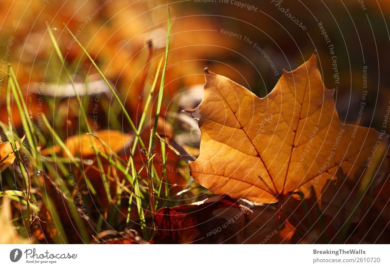 Nahaufnahme gelbes Herbstahornblatt am Boden Natur Pflanze Erde Schönes Wetter Gras Blatt Park Wald braun gold orange Ahornblatt Jahreszeiten schön Farbe