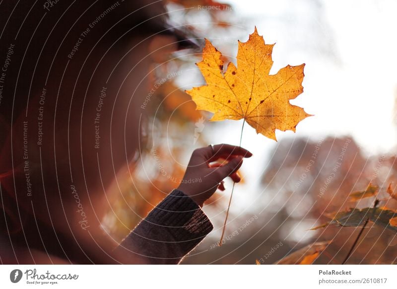 #A# Herbst-Gold Natur Schönes Wetter ästhetisch Blatt Laubwald herbstlich Herbstlaub Herbstfärbung Herbstbeginn Herbstwald Herbstwetter Herbstwind Außenaufnahme