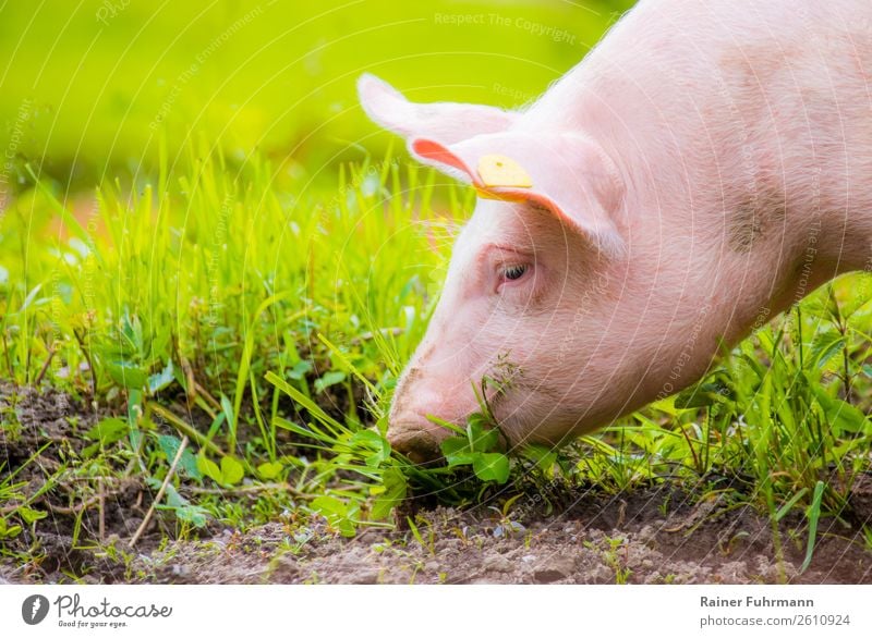 Porträt eines Hausschweines auf grüner Wiese Tier Haustier 1 Tierjunges Fressen dick Gesundheit nachhaltig natürlich Glück Tierliebe Farbfoto Außenaufnahme