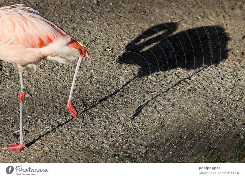 verfolgungswahn Sommer Park Seeufer Teich Tier Wildtier Vogel Flamingo Flügel Krallen Pfote Fährte Zoo 1 Stein beobachten Bewegung gehen verfolgen Schatten