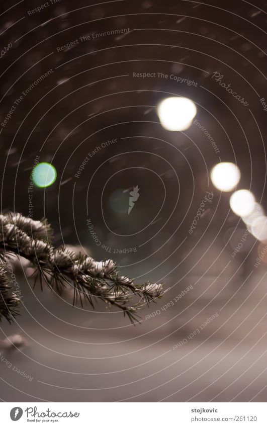 Kiefer bei Schneefall Natur Pflanze Winter Wetter Baum Belgrad Serbien Europa Park Freude Frieden Gelassenheit Schwerpunkt Unschärfe Nahaufnahme Licht