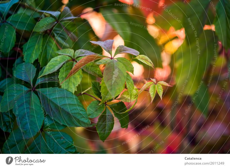 Grün, Gelb, Rot | Die Blätter des Wilden Weins  im Herbst Natur Flora Pflanze Kletterplannze Garten Wilder Wein Ranke Blatt Rit Farben Tag Tageslicht