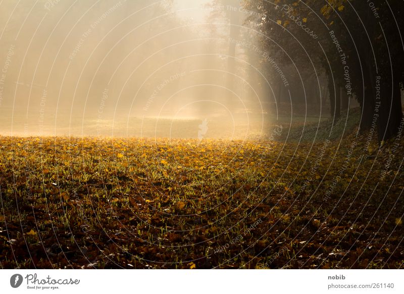 shining Natur Landschaft Pflanze Erde Sonne Herbst Nebel Baum Blatt Wiese Flußniederung Wege & Pfade Holz braun gelb gold schwarz Gefühle Euphorie