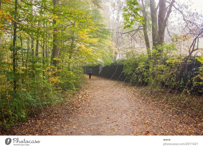 Lonely hiker on a foliage covered hiking trail in autumn Natur laufen wandern Zufriedenheit Autumn Hiker branches copy space dirt road fog forest landscape