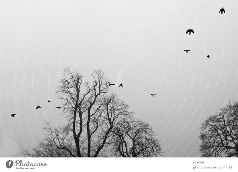 Nebelflug Baum Vogel Schwarm fliegen bedrohlich dunkel gruselig kalt trist Traurigkeit Rabenvögel Vogelflug Ast Geäst grau Schwarzweißfoto Außenaufnahme