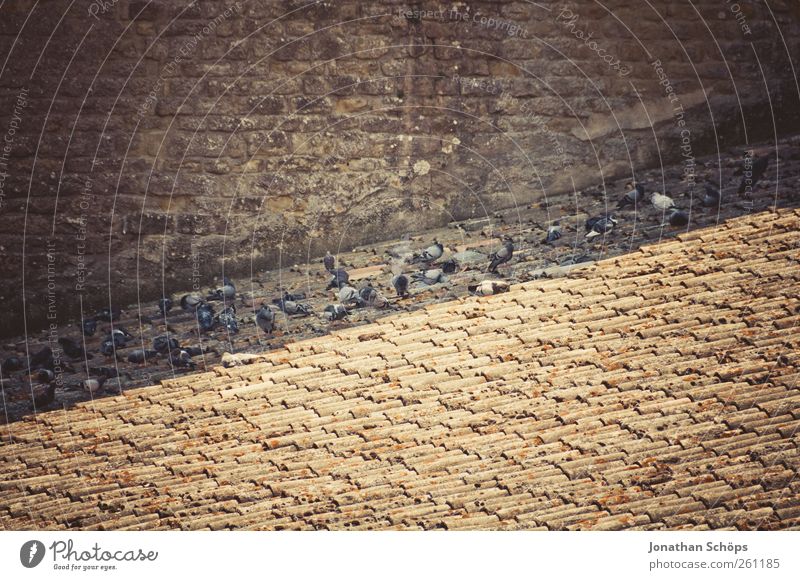 Carcassonne VII Ausflug Abenteuer Sightseeing Städtereise Sommerurlaub Stadt Dach Tier Taube Tiergruppe Wärme Südfrankreich Frankreich Neigung Außenaufnahme