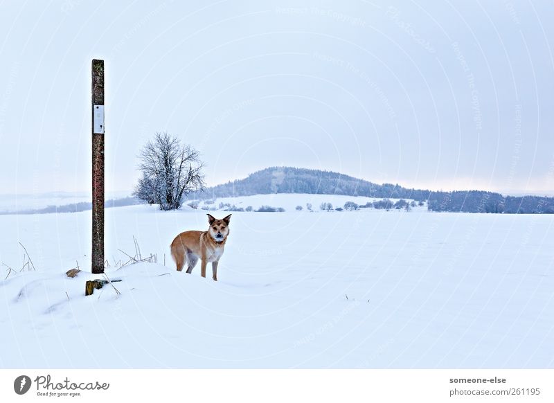 Schneegestöber Winter Winterurlaub Berge u. Gebirge wandern Landschaft Feld Hügel Schneebedeckte Gipfel Hund 1 Tier kalt weiß Wachsamkeit geduldig Einsamkeit