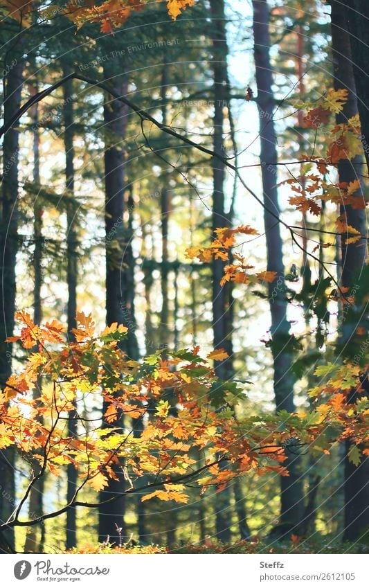 Oktoberwald Herbstwald Eichenblätter Waldbaden Herbstlaub Herbstgefühle Waldstimmung Herbstlicht Jahreszeiten Herbstwetter herbstliche Färbung