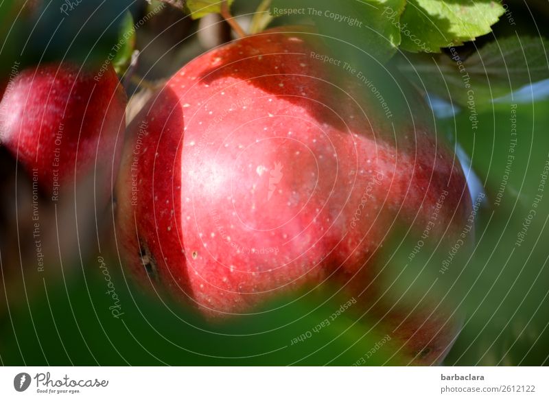 Verschämter Apfel mit Wurmloch Frucht Natur Pflanze Herbst Klima Blatt Apfelbaum Garten leuchten frisch lecker natürlich rot Gesundheitswesen Umwelt Farbfoto