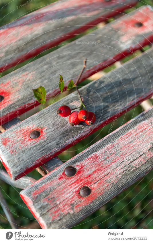 Hagebutten Lebensmittel Bioprodukte Vegetarische Ernährung Herbst Pflanze Rose Garten einfach rot achtsam Farbfoto Außenaufnahme Menschenleer