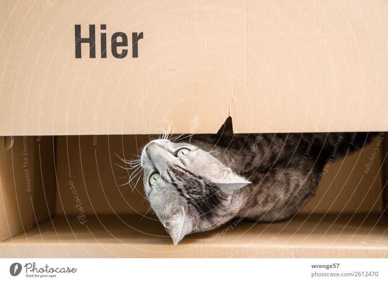 Hier | Kater im Karton Tier Haustier Katze 1 lustig braun grau Hauskatze tierisch Farbfoto Gedeckte Farben Innenaufnahme Menschenleer Textfreiraum rechts