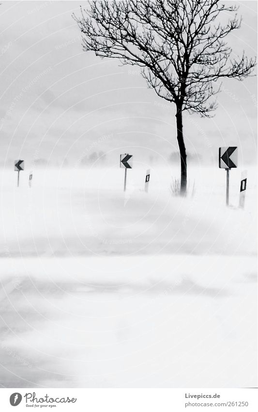 linksrum Umwelt Natur Winter schlechtes Wetter Wind Sturm Schnee Schneefall Baum Verkehr Straße Schutzschild grau schwarz weiß Schneesturm Schwarzweißfoto