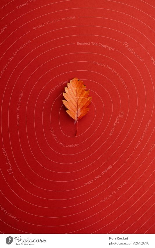 #A# Decent Leaf Kunst Kunstwerk ästhetisch Design Dekoration & Verzierung Herbst herbstlich Herbstlaub Herbstfärbung Herbstbeginn Herbstwald Kreativität rot