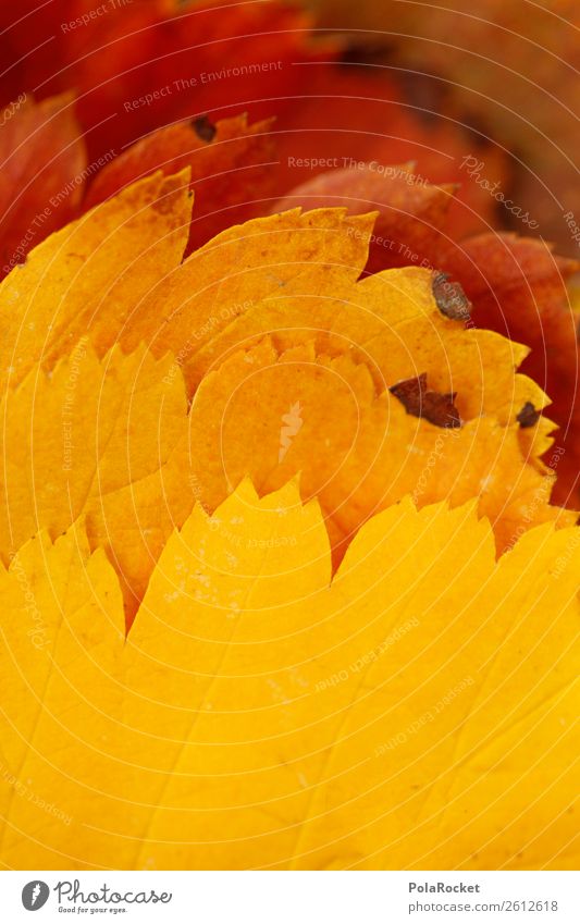 #A# Laub-Verlauf Kunst ästhetisch Blatt Herbst herbstlich Herbstlaub Herbstfärbung Herbstbeginn Farbverlauf Herbstwald Natur Farbfoto mehrfarbig Außenaufnahme