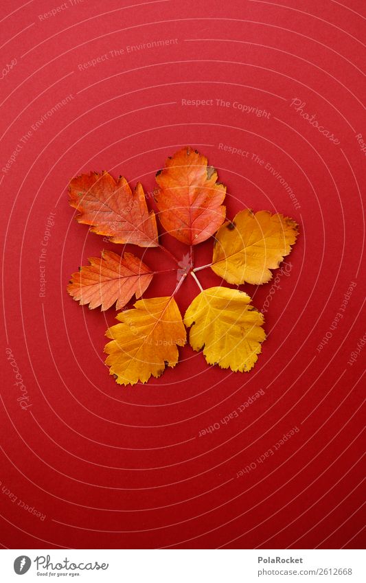 #A# Sechser im Laubo Kunst Kunstwerk ästhetisch Herbst herbstlich Herbstlaub Herbstfärbung Herbstbeginn Herbstwald Design Dekoration & Verzierung Symmetrie