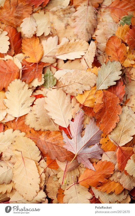 #A# Oranges Rascheln Kunst ästhetisch Blatt Herbst herbstlich Herbstfärbung Herbstbeginn Herbstwetter Herbstwind viele Boden Farbfoto Gedeckte Farben
