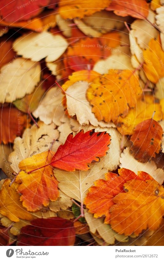 #A# Haufen Herbst Umwelt Natur ästhetisch Blatt herbstlich Herbstlaub Herbstfärbung Herbstbeginn Herbstwald Herbstwetter Herbstlandschaft Farbfoto