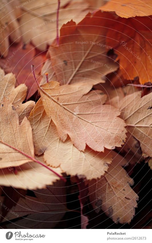 #A# Dezenter Herbst Natur ästhetisch Blatt herbstlich Herbstlaub Herbstfärbung Herbstbeginn Herbstwetter Jahreszeiten beige dezent Farbfoto Gedeckte Farben