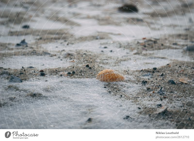 Muschel im Sand mit Schnee Winter Natur Eis Frost Strand Totes Tier 1 hell kalt nah grau orange Sandstrand Muschelschale Muschelsplitter körnig bedeckt