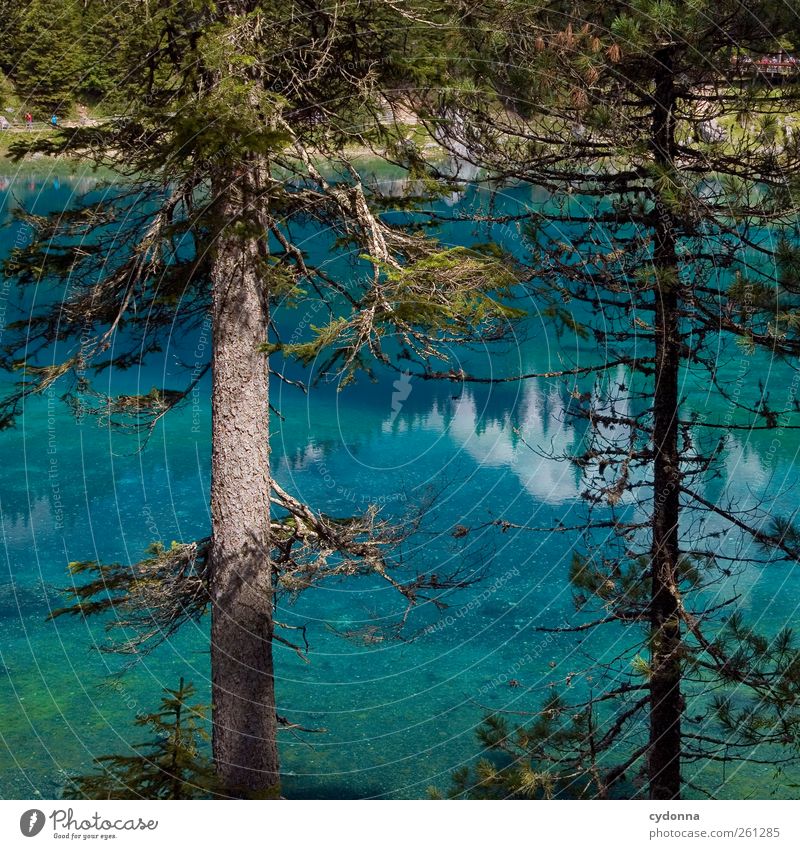 Blaues Wunder ruhig Ferien & Urlaub & Reisen Tourismus Umwelt Natur Landschaft Wasser Sommer Baum Wald See ästhetisch einzigartig geheimnisvoll Idylle schön