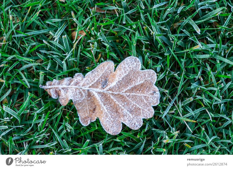 Mit Frost bedecktes Blatt Natur Pflanze Herbst Wetter Baum Gras Park Wald Farbe Rumänien Timisoara kalt Kristalle Eis Jahreszeiten Frühling Konsistenz Farbfoto