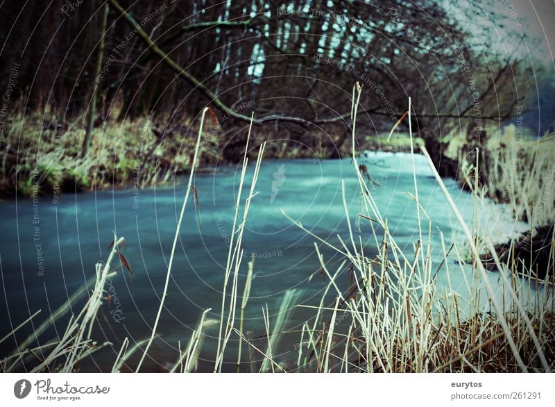 120# Umwelt Natur Landschaft Pflanze Herbst Winter Klima Klimawandel Bach Ziel fließen Wasser Farbfoto Außenaufnahme Lomografie Holga Tag Unschärfe