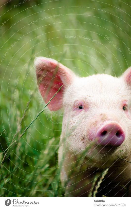 Piggy Tier Nutztier Schwein Ferkel 1 Tierjunges Blick stehen grün rosa Abenteuer entdecken Idylle Natur Neuseeland Nordinsel ländlich Nase Schweineohr Sau