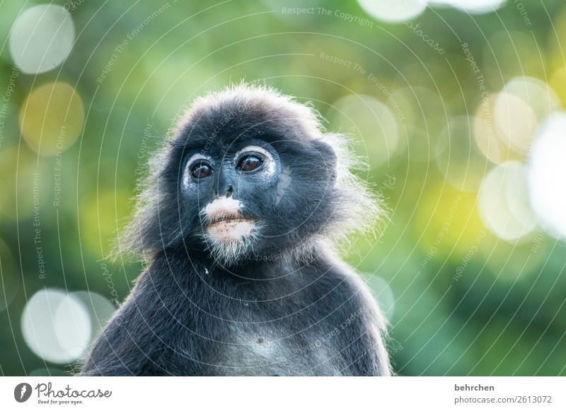 träumen aufmerksam beobachten niedlich augen brillenlanguren Licht Tag Menschenleer Kontrast Tierporträt Wildnis Außenaufnahme Farbfoto exotisch Malaysia