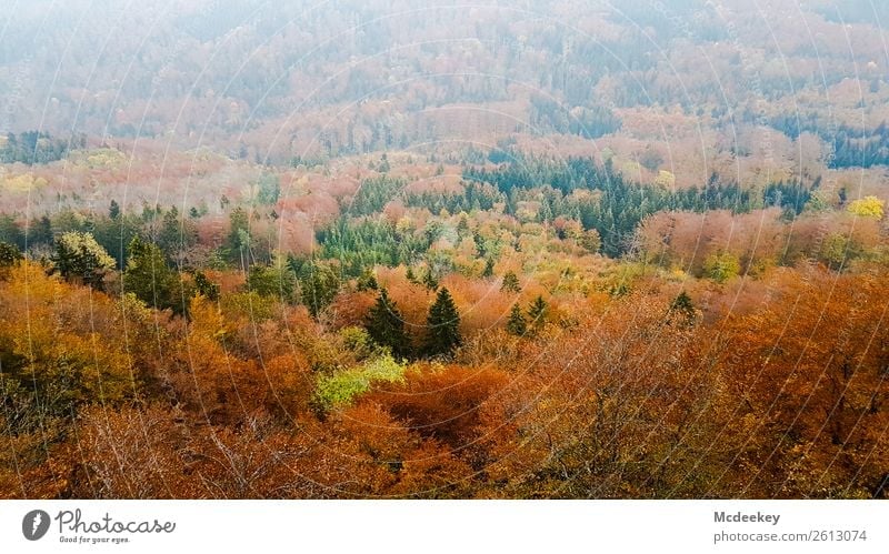 Schwäbische Alb II Umwelt Natur Landschaft Pflanze Herbst Schönes Wetter Nebel Baum Sträucher Blatt Grünpflanze Wildpflanze Wald frisch gigantisch Unendlichkeit