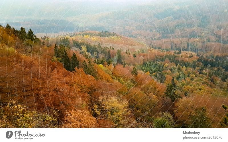 Schwäbische Alb I Umwelt Natur Landschaft Pflanze Herbst Schönes Wetter Nebel Baum Sträucher Blatt Grünpflanze Wildpflanze Wald frisch gigantisch Unendlichkeit