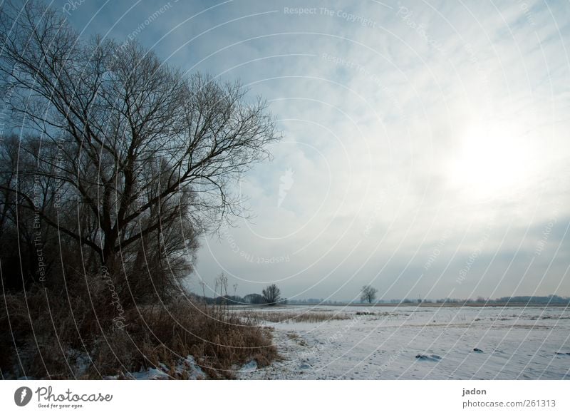 winterblues. Winter Schnee Landschaft Himmel Wolken Sonnenlicht Eis Frost Baum Sträucher Feld Menschenleer kalt trist grau ruhig Sehnsucht Endzeitstimmung