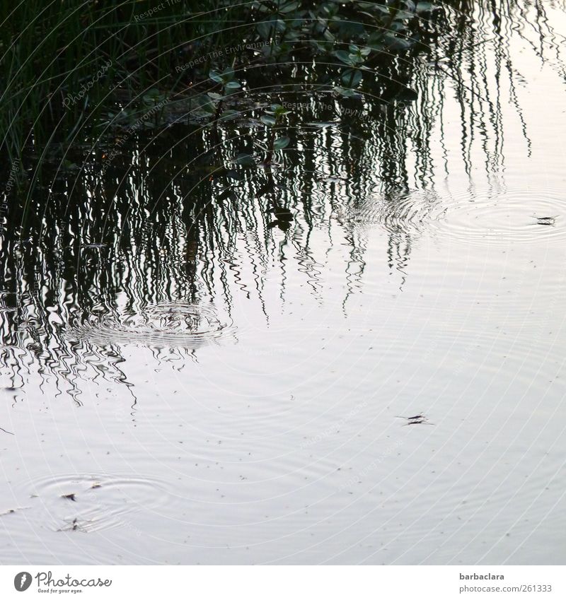 Das Reich der Wasserläufer Natur Gras Sträucher Seeufer Tier Insekt Linie Kreis Wasserspiegelung Bewegung laufen Schwimmen & Baden nass blau grau schwarz