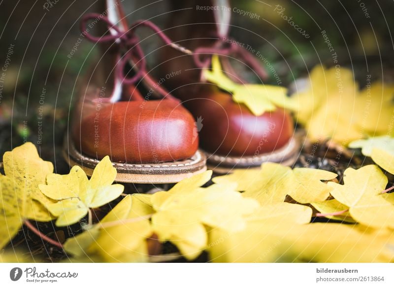 Kastanien-Schühchen im Herbstwald Freude Freizeit & Hobby Ausflug wandern Natur Erde Blatt Wald Wanderschuhe träumen herbstlich Schuhe gelb Stillleben