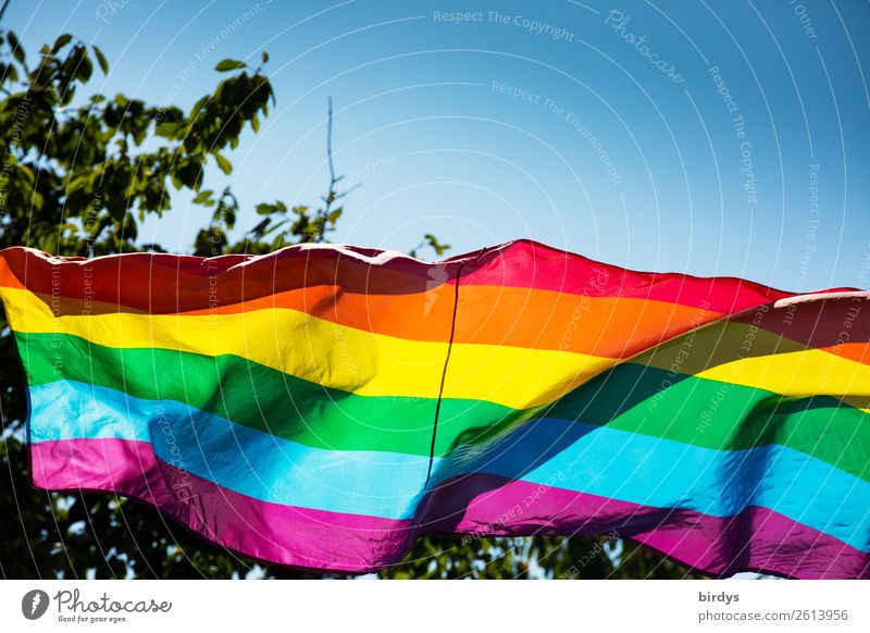Regenbogenfarben Wolkenloser Himmel Sommer Schönes Wetter Baum Zeichen Streifen Fahne regenbogenfarben Regenbogenflagge leuchten ästhetisch außergewöhnlich