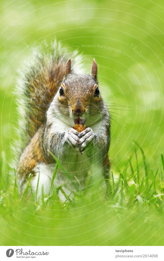 süße graue Eichhörnchen essende Nuss Essen schön Gesicht Garten Natur Tier Herbst Park Wald Pelzmantel klein natürlich niedlich wild braun grün Ischias