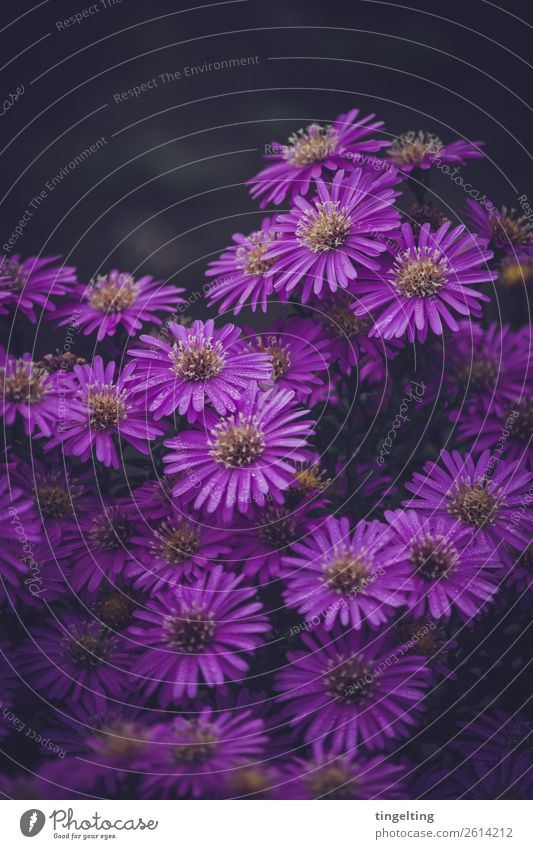 Lila Blüten Umwelt Natur Pflanze Blume Garten Blühend violett viele Vorgarten purpur Stimmung Farbfoto Gedeckte Farben Außenaufnahme Textfreiraum oben