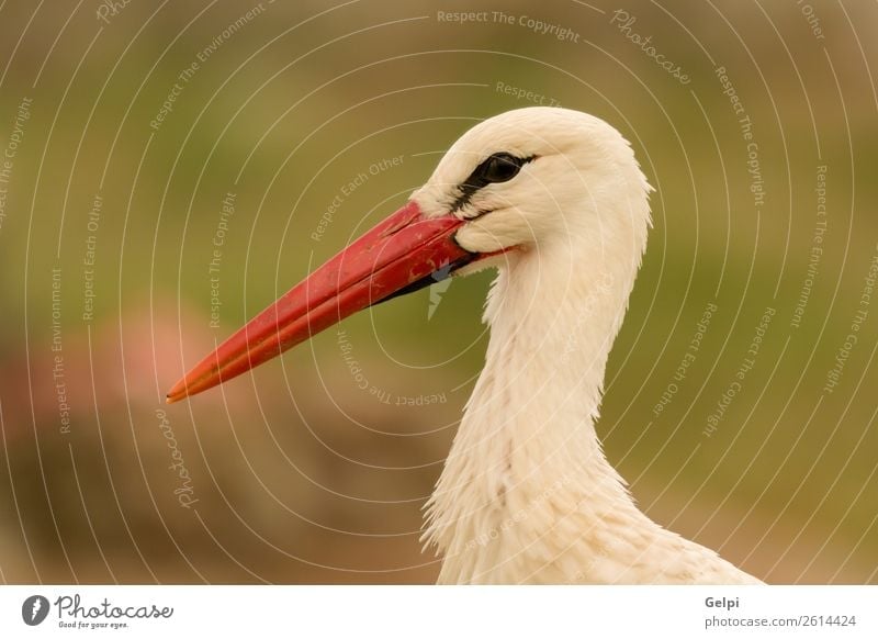 Porträt eines eleganten Storches auf natürlichem Hintergrund schön Freiheit Familie & Verwandtschaft Paar Erwachsene Natur Tier Wind Gras Vogel fliegen lang