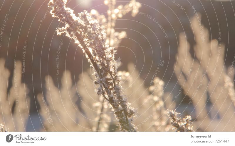 Winterlicht Natur Pflanze Sonnenlicht Schönes Wetter Eis Frost Gras Sträucher Stadtrand Menschenleer Erholung leuchten ästhetisch kalt gold Gefühle Vertrauen