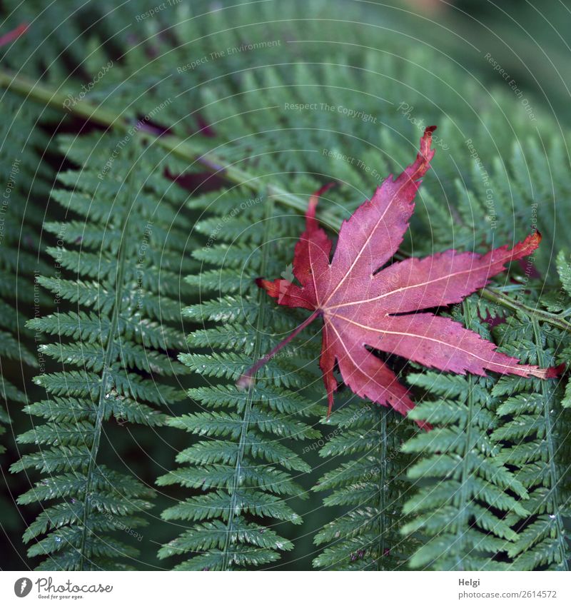 Blatt auf Blatt Umwelt Natur Pflanze Herbst Farn Wildpflanze Ahornblatt Blattadern Park liegen dehydrieren außergewöhnlich einzigartig natürlich grün rot
