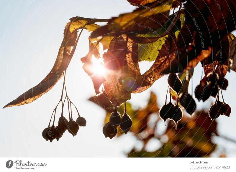 Herbststimmung Garten Sonne Blatt Park Wald Wärme Natur Verfall Vergänglichkeit Wandel & Veränderung Herbstfärbung Herbstlaub Samen Baumfrucht Frucht hängen