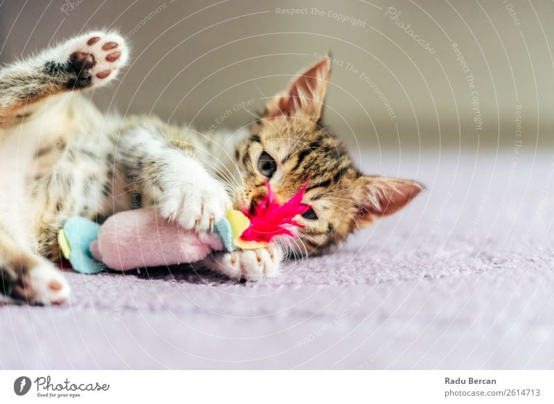 Niedliches Baby Katze spielt zu Hause Freude Spielen Tier Haustier Tiergesicht 1 Tierjunges Spielzeug klein lustig niedlich weiß Hintergrund Katzenbaby