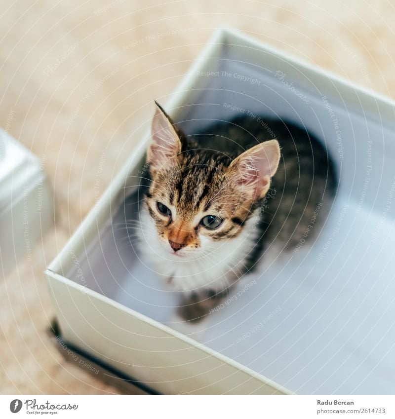 Süßes Baby Katze in kleiner Box zu Hause schön Tier Haustier Tiergesicht 1 Tierjunges beobachten Blick sitzen Freundlichkeit lustig Neugier niedlich braun