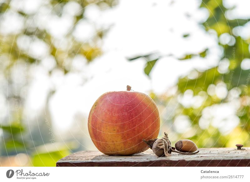 Apfel am Morgen; und Haselnüsse Natur Pflanze Himmel Herbst Baum Blatt Frucht Haselnusskern Garten Schneidebrett Holz verführerisch fest schön lecker rund