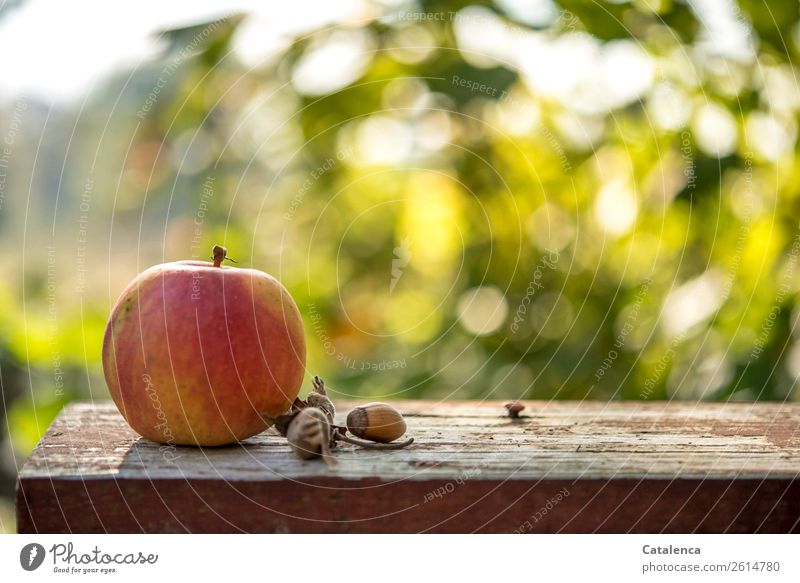 Apfel und Haselnüsse im Garten Frucht Natur Pflanze Himmel Herbst Blatt Haselnuss Haselnussblatt Gartenbank Holz Duft authentisch frisch Gesundheit lecker sauer