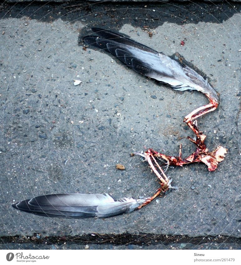 Geier Sturzflug Asphalt Bürgersteig Tier Totes Tier Vogel Taube Feder Skelett Flügel 1 Fressen Traurigkeit Ekel kalt nass Trauer Tod Angst Beginn Einsamkeit